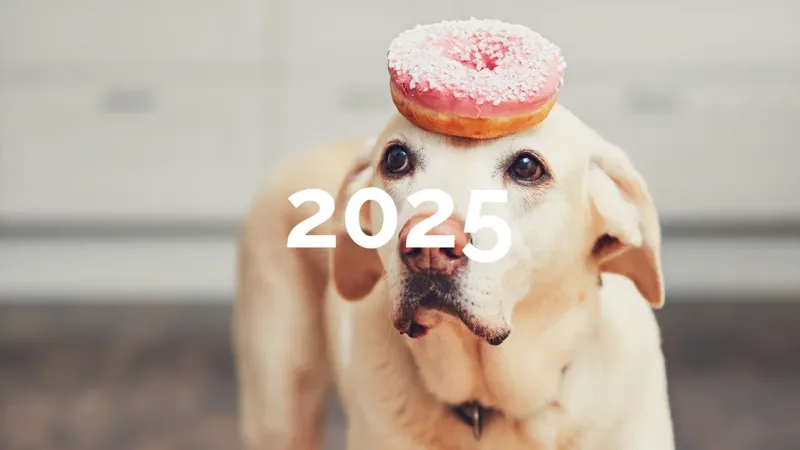 Hund mit Donut am Kopf